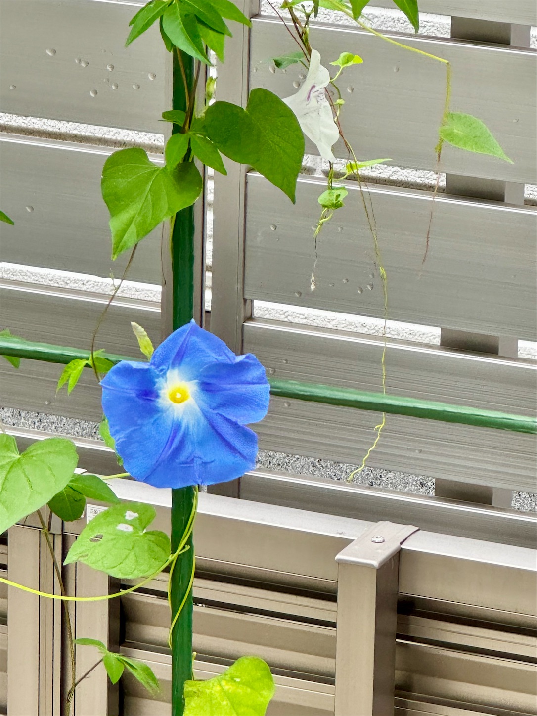 f:id:chanoyu:20260819034718j:image f:id:chanoyu:20260819034718j:image