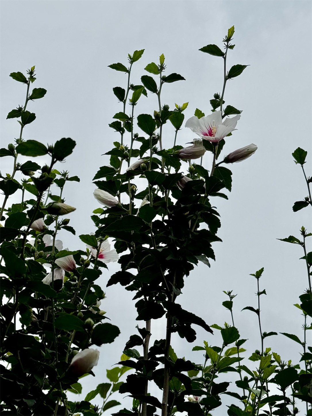 f:id:chanoyu:20260824162342j:image f:id:chanoyu:20260824162342j:image