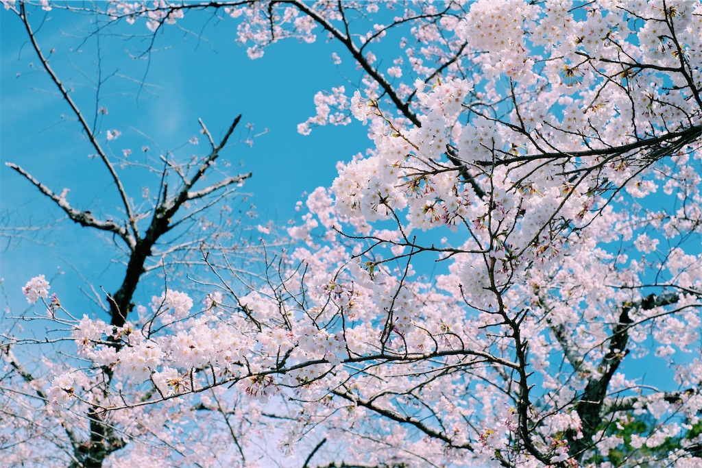 f:id:chantama015:20190413011847j:image f:id:chantama015:20190413011847j:image