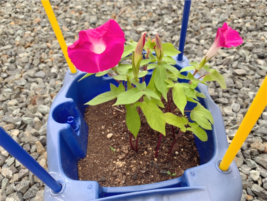 【子育て】つるなし朝顔が咲きました！ ちゃんずのママblog