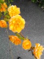 20090428180835