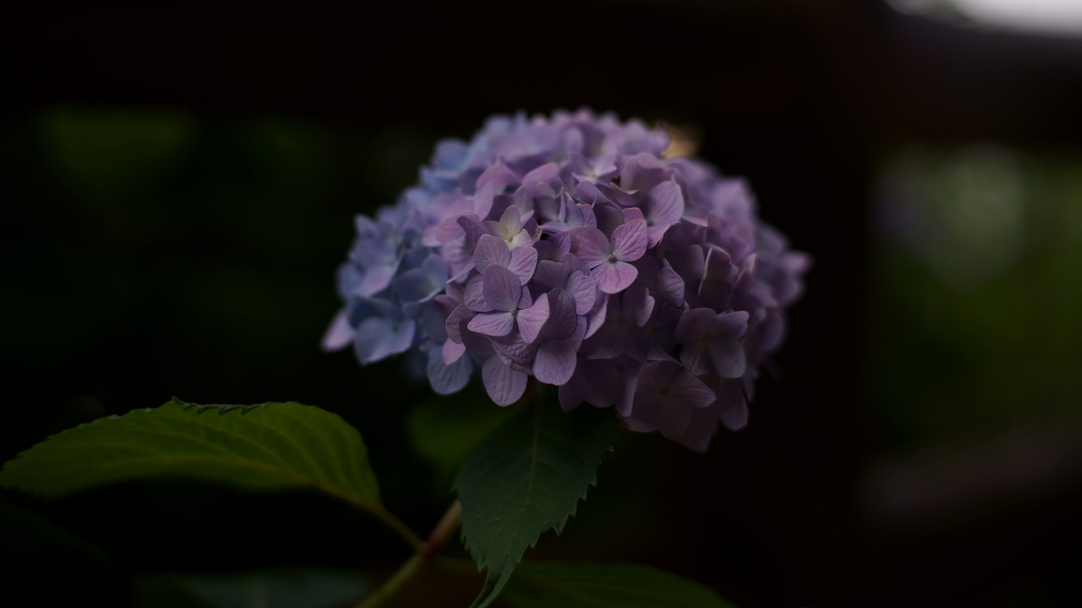 f:id:chapatea6:20210529184617j:plain