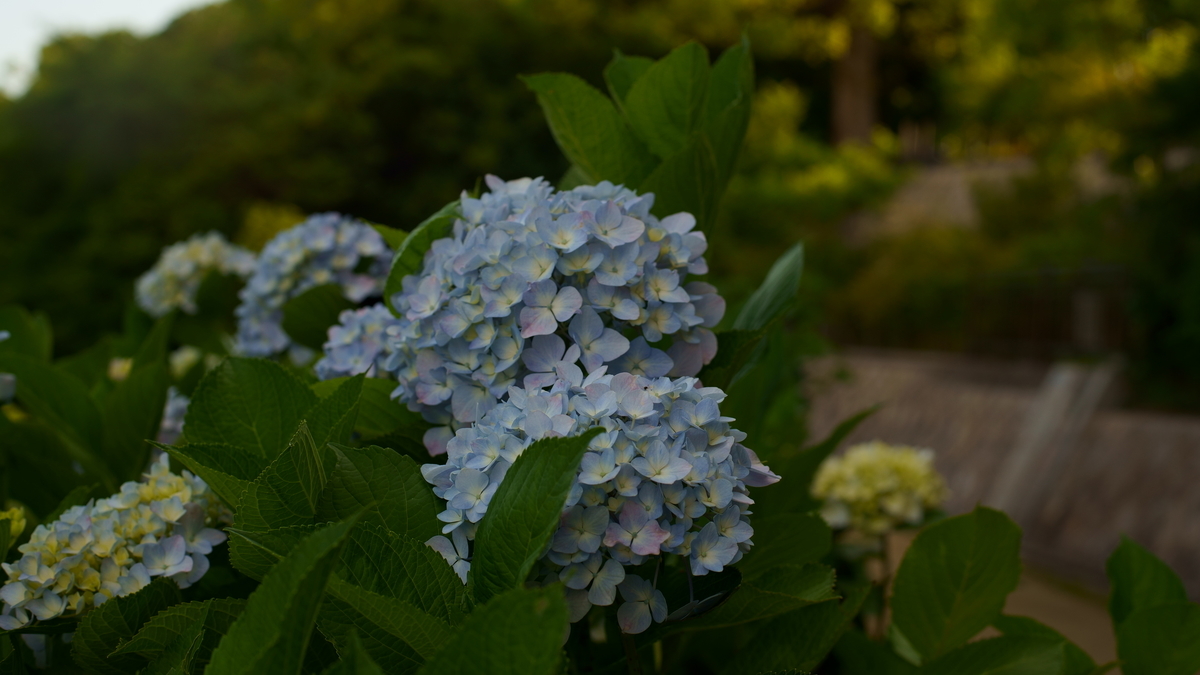 f:id:chapatea6:20210529184627j:plain