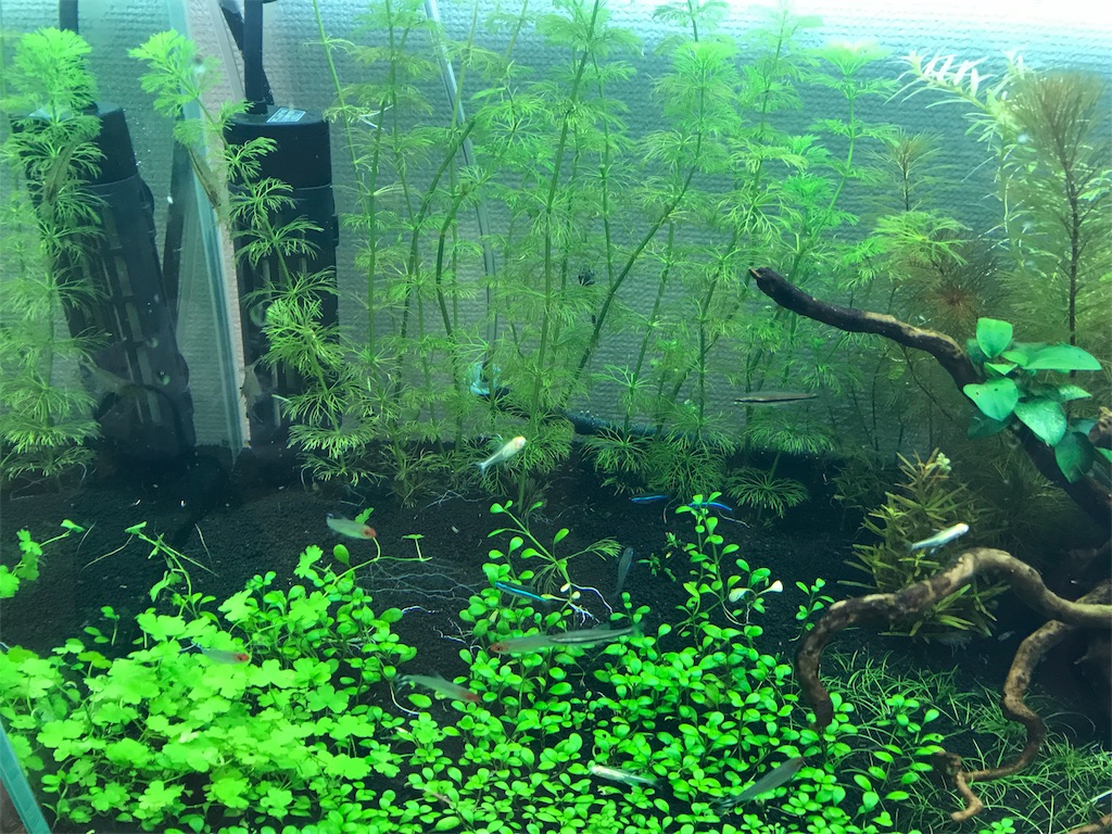 ロタラの寄せ植え 模様替え ずぼら主婦のアクアリウム