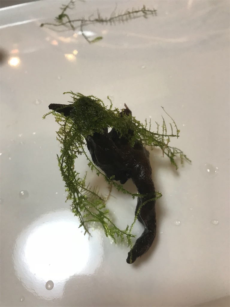 f:id:chapatychan:20180430234235j:image f:id:chapatychan:20180430234235j:image