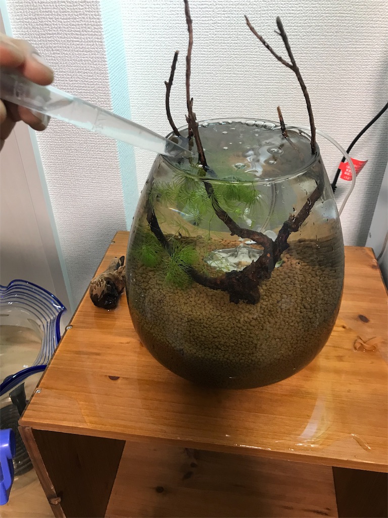 f:id:chapatychan:20180521185755j:image f:id:chapatychan:20180521185755j:image