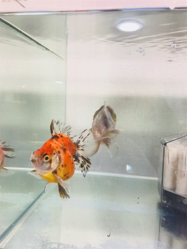 金魚がリラックス出来るお部屋 ずぼら主婦のアクアリウム