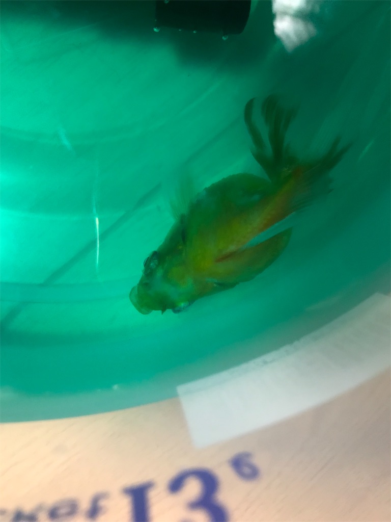 f:id:chapatychan:20191009191036j:image f:id:chapatychan:20191009191036j:image