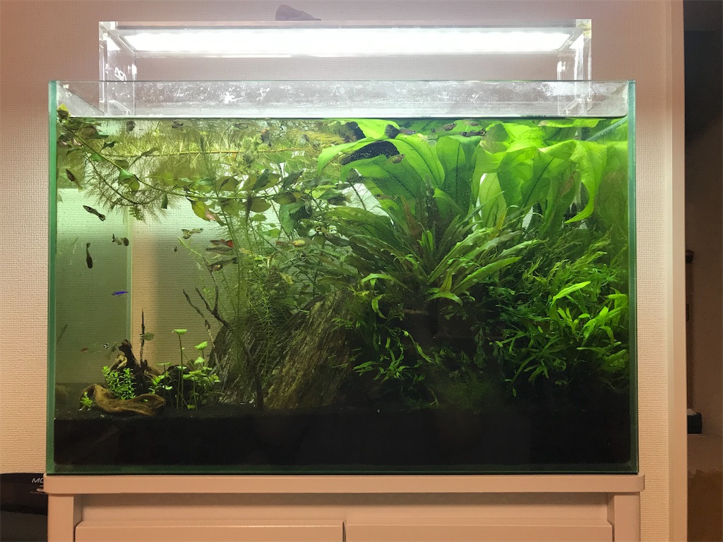 f:id:chapatychan:20191011232218j:image