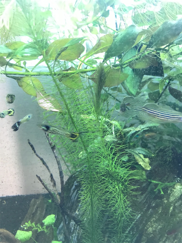 f:id:chapatychan:20191011233101j:image