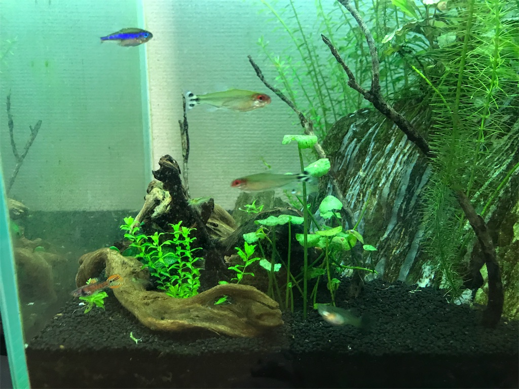 f:id:chapatychan:20191011233754j:image