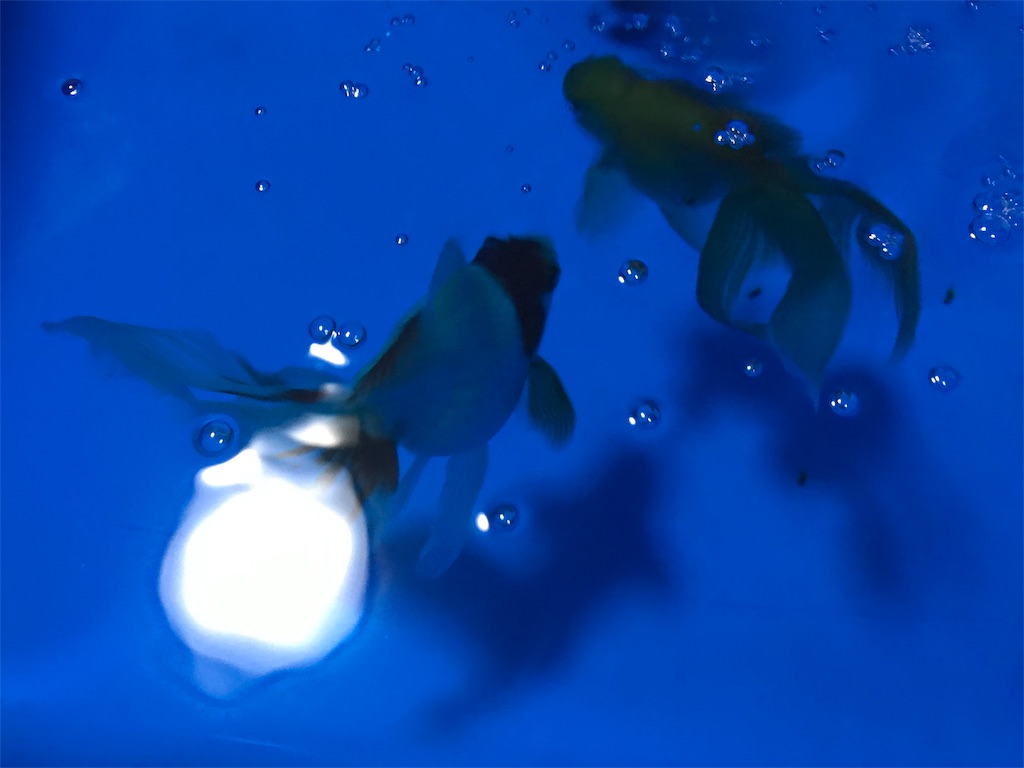 f:id:chapatychan:20191014001347j:image