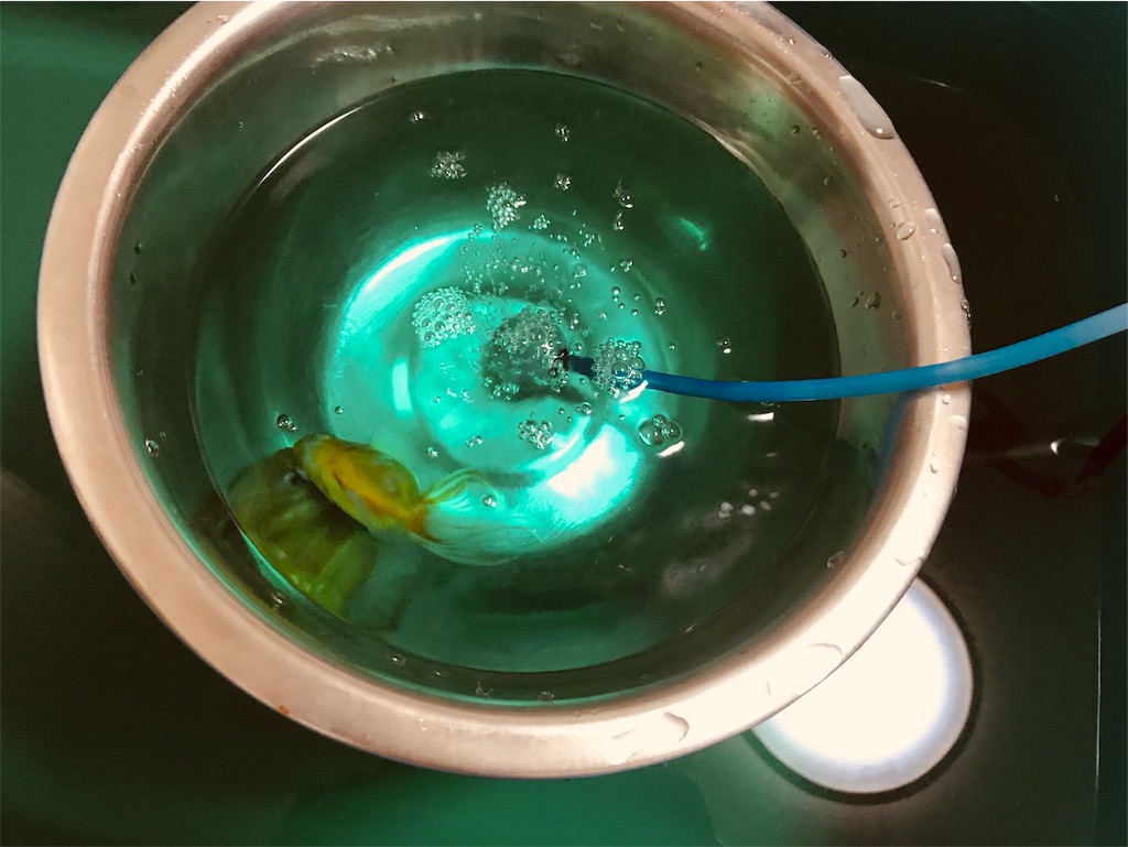 f:id:chapatychan:20191014215215j:image