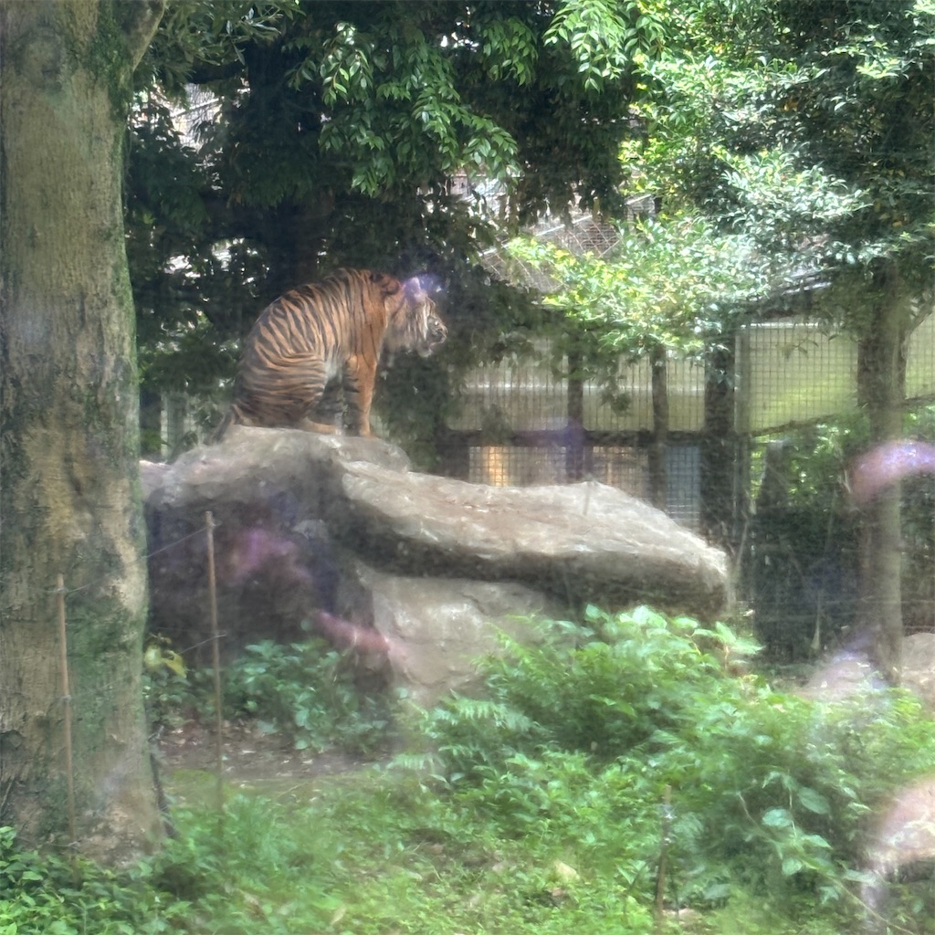 f:id:chappy8:20250601153959j:image