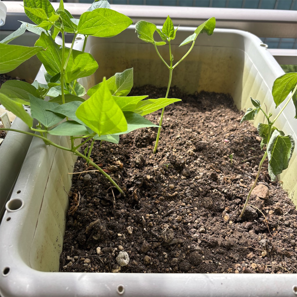 f:id:chappy8:20251026145653j:image f:id:chappy8:20251026145653j:image