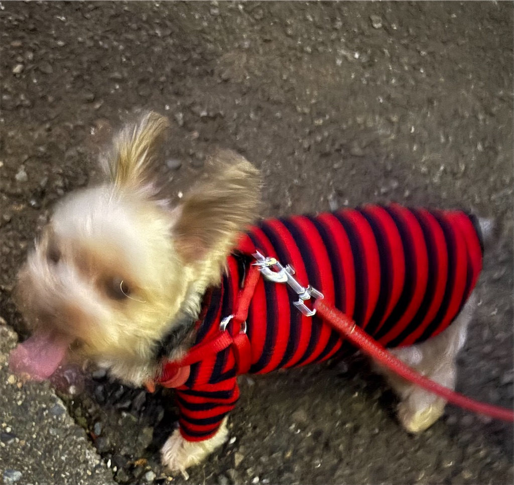 f:id:chappy8:20251103005015j:image