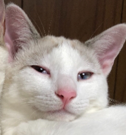 f:id:chappy84:20191106004323j:plain