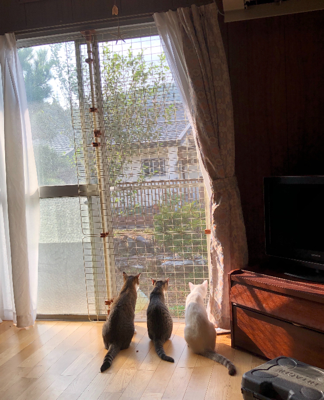 f:id:chappy84:20191106004914j:plain