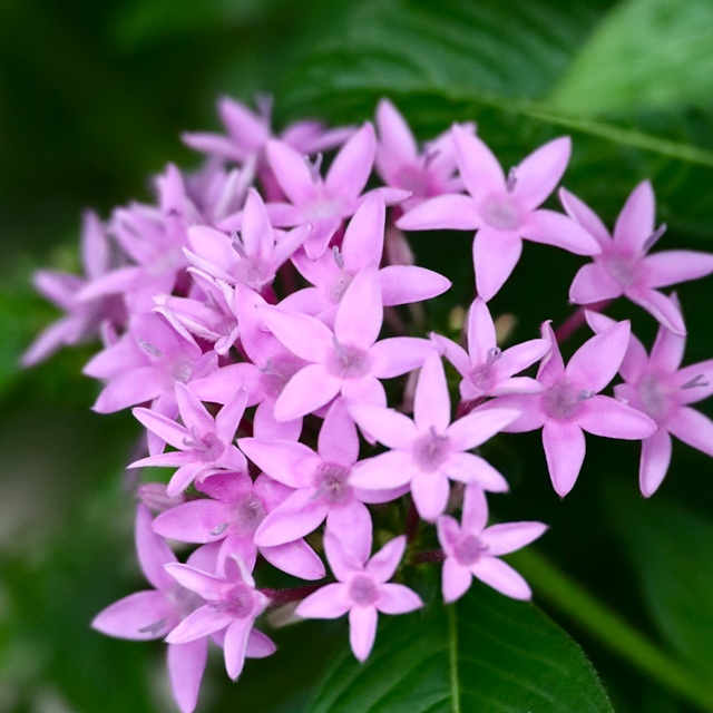 ペンタス」の挿し芽って 超簡単だったのねぇ～♪ - 小さな庭の小さな