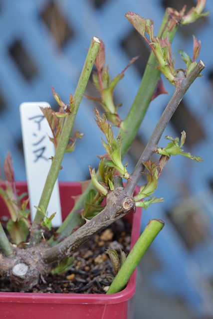 3月は バラの芽かき・病害虫対策のスタート！ - 小さな庭の小さな幸せ・・・チャピーのバラ庭より2