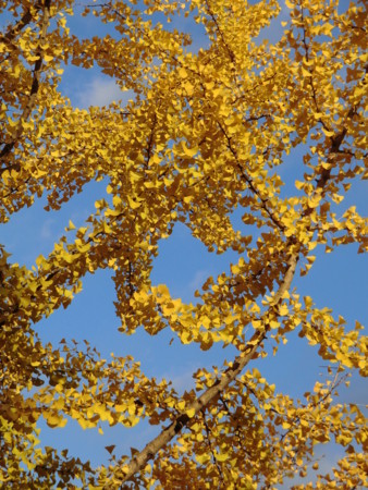 f:id:charaok:20131126164434j:image
