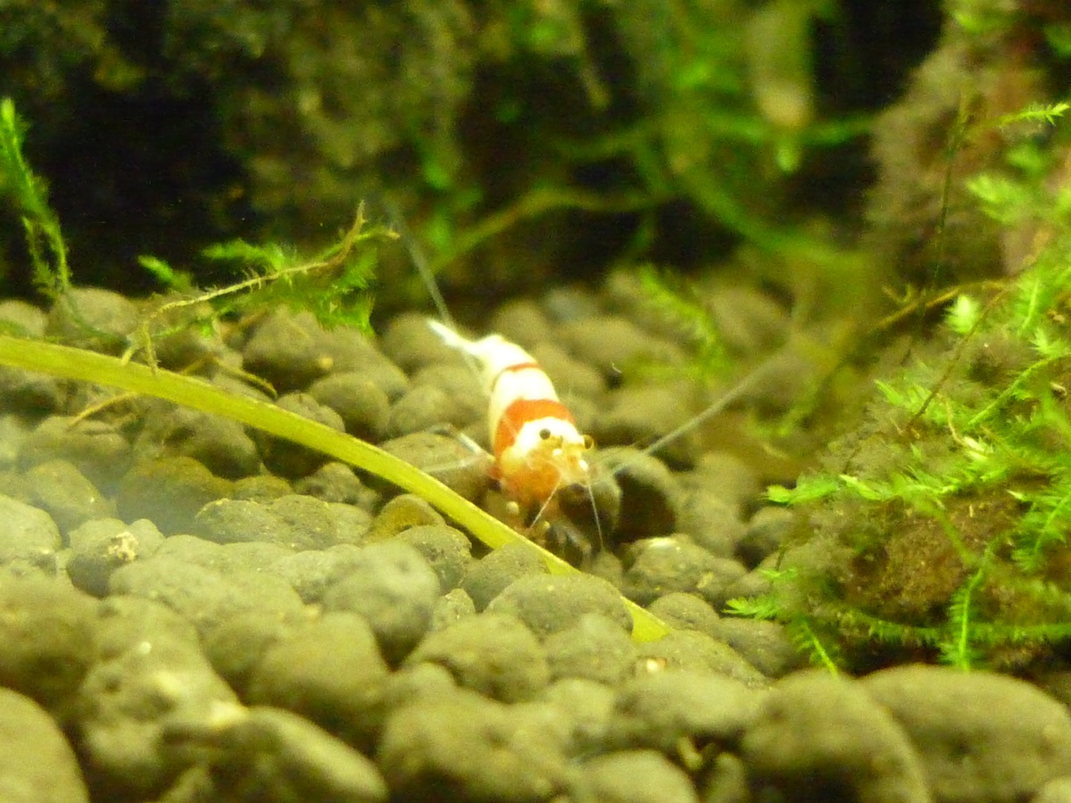 優しい熱帯魚さん 飼育記録から飼い方まで