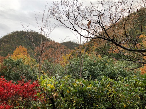 f:id:chari-de-go:20191128232111j:image