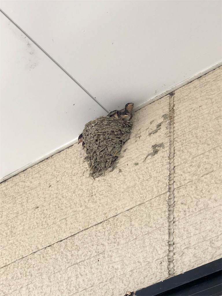 f:id:charinkooyaji:20190525172327j:image