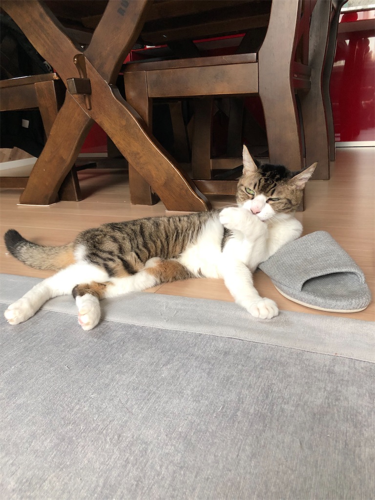 f:id:charinkooyaji:20191219075436j:image f:id:charinkooyaji:20191219075436j:image