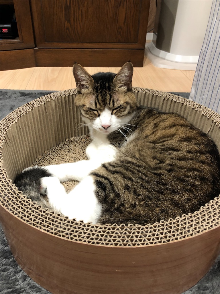 f:id:charinkooyaji:20201221080902j:image