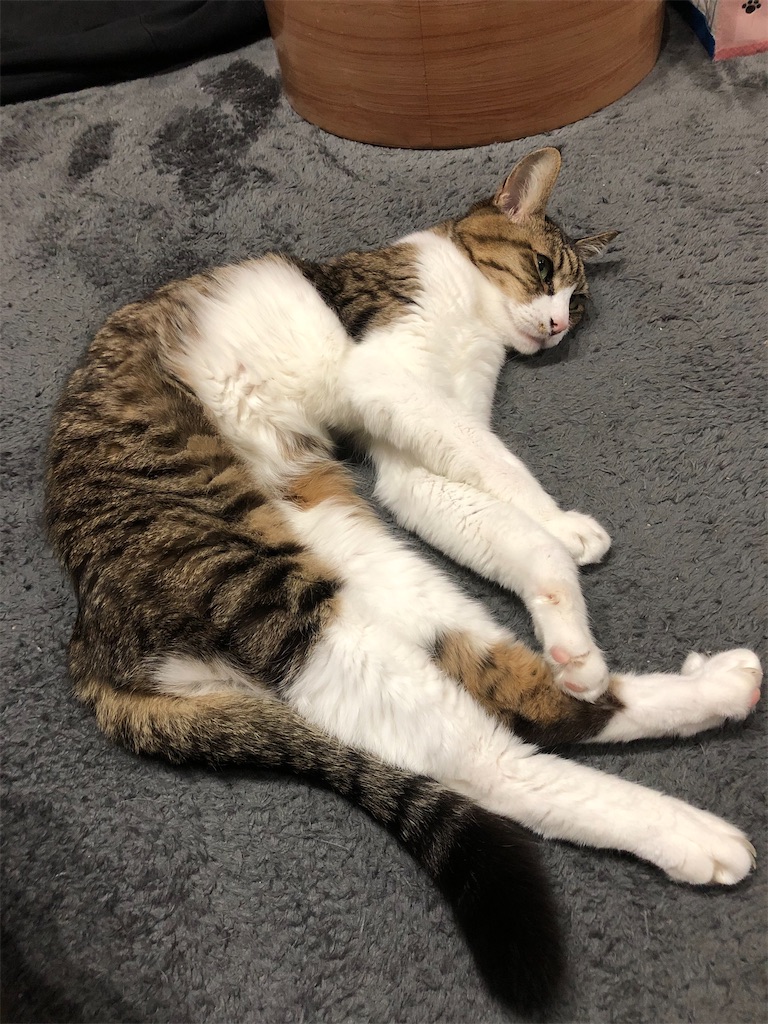 f:id:charinkooyaji:20210218075637j:image