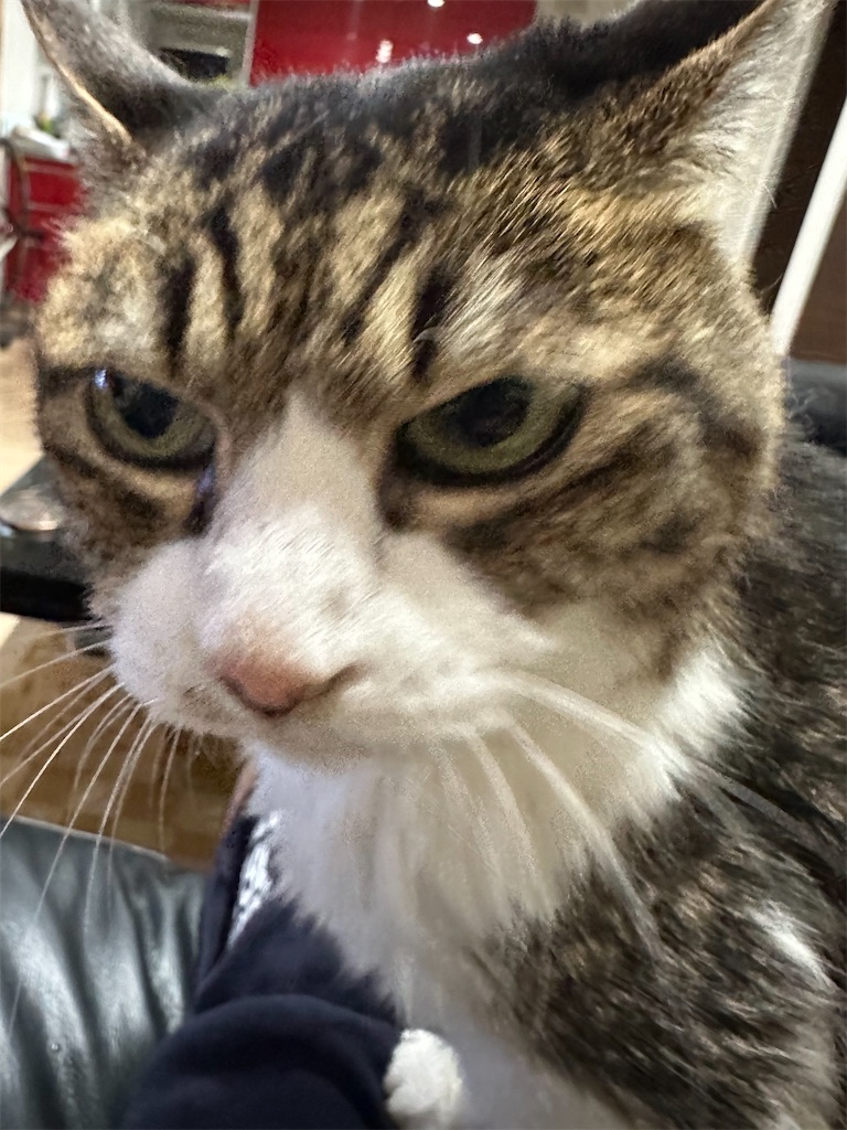 f:id:charinkooyaji:20240512184927j:image