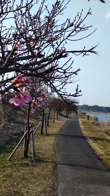 f:id:charinkorie:20220311160557j:image