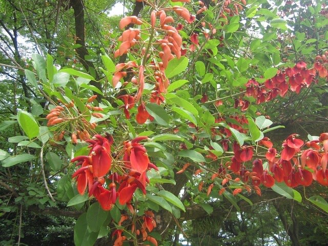 「かいこうず」の花、見たことありますか? - 名古屋の街と花と緑