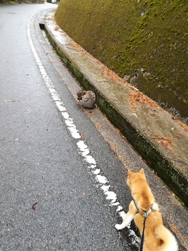 f:id:charlie22:20180320074928j:plain f:id:charlie22:20180320074928j:plain