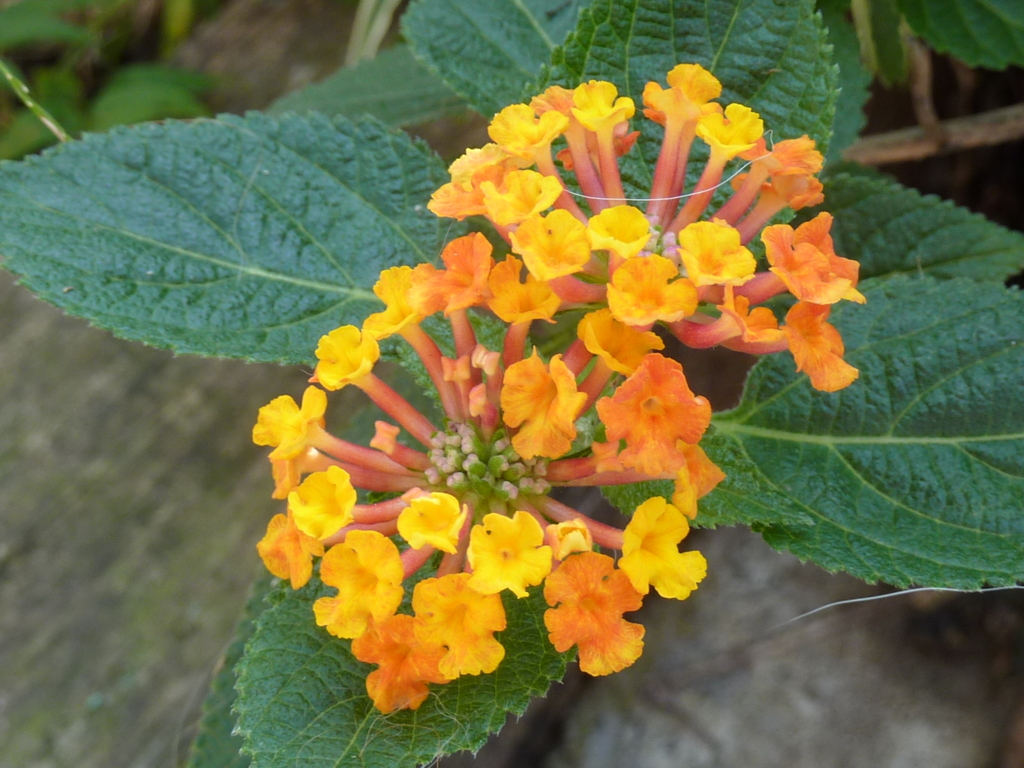 f:id:charliemama3:20160703075809j:plain