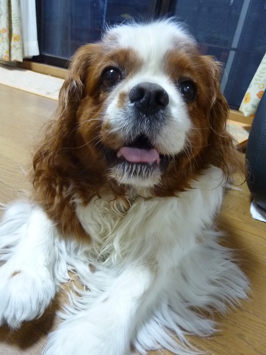 f:id:charliemama3:20190518115747j:plain f:id:charliemama3:20190518115747j:plain