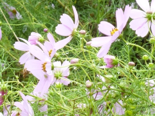 f:id:charliemama3:20190521204431j:plain f:id:charliemama3:20190521204431j:plain