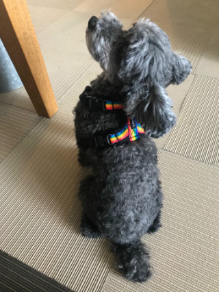 f:id:charliemama3:20190622073208j:plain f:id:charliemama3:20190622073208j:plain