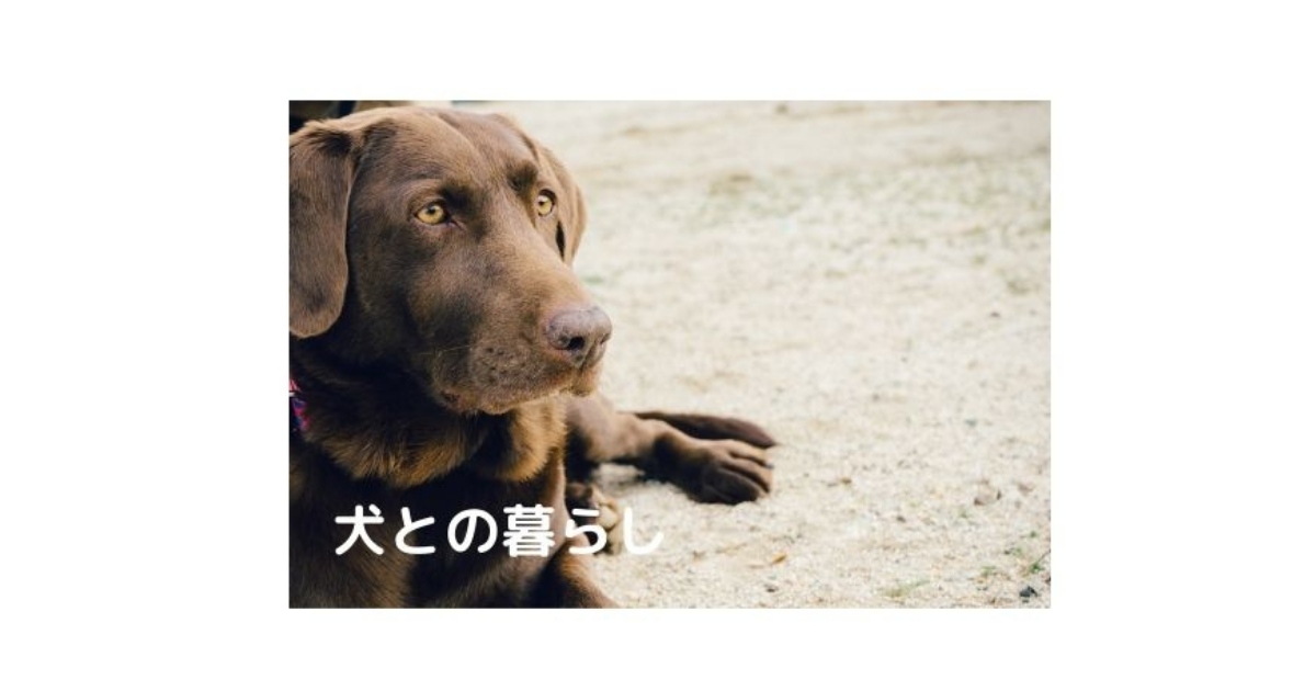 f:id:charliemama3:20210713201358p:plain