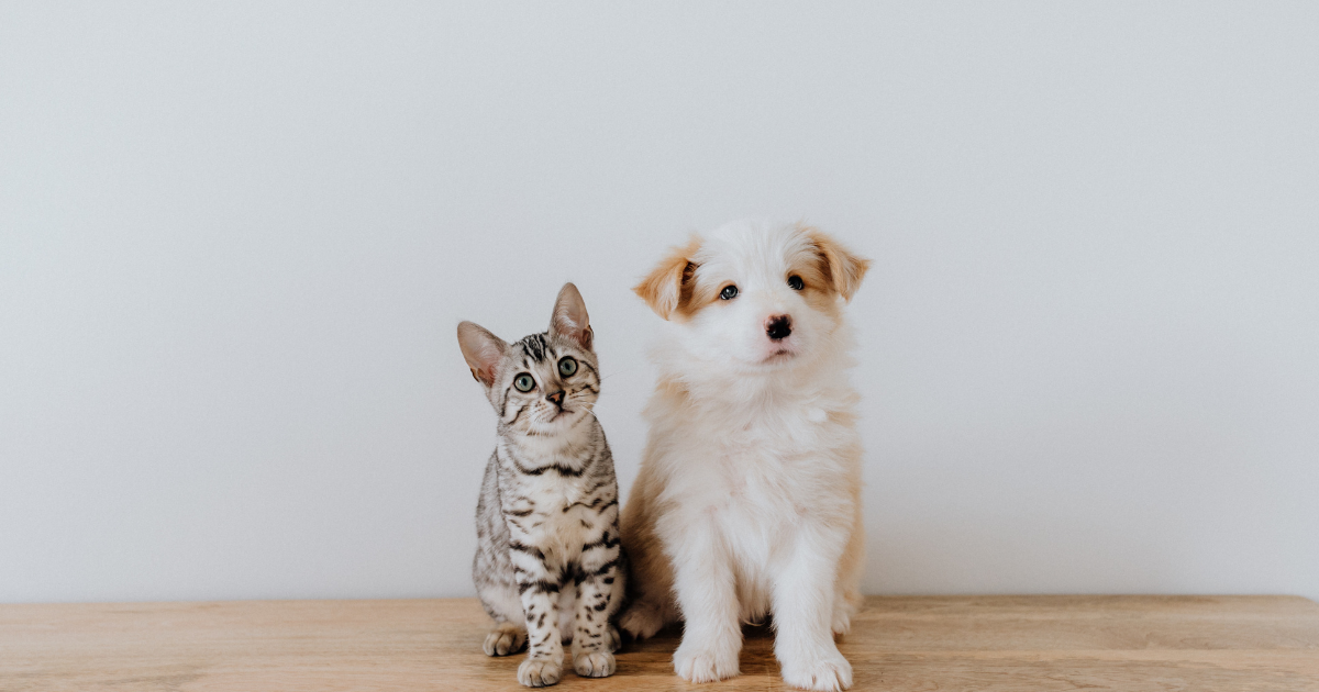 f:id:charliemama3:20220121181255p:plain