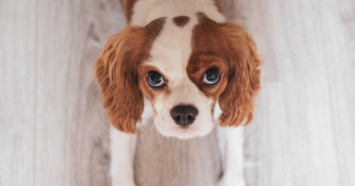 f:id:charliemama3:20220211134920p:plain