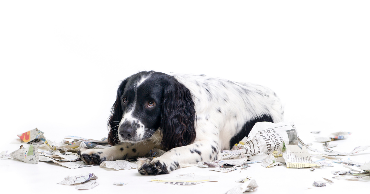 f:id:charliemama3:20220323211425p:plain