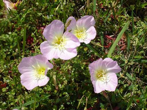 f:id:charry1000:20190507174055j:plain f:id:charry1000:20190507174055j:plain