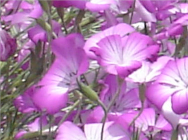 f:id:charry1000:20190526105130j:plain f:id:charry1000:20190526105130j:plain