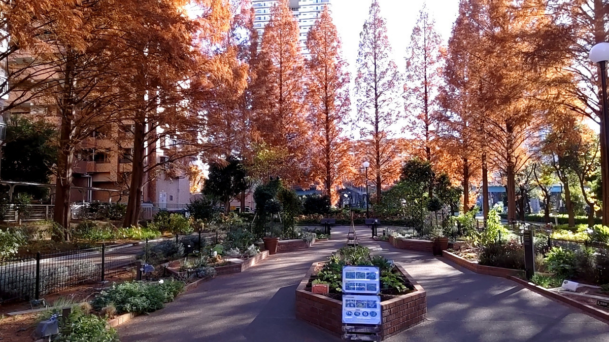 お花見・紅葉31】四季の香 ローズガーデン 2023 ウインター