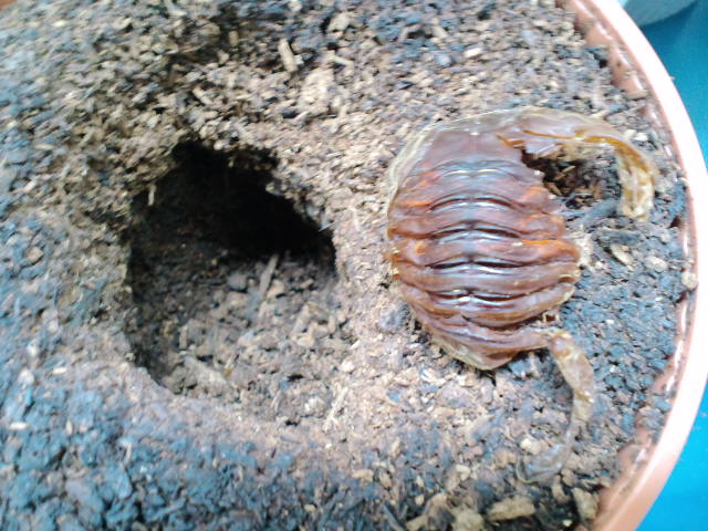 f:id:chart15304560:20180712104155j:plain f:id:chart15304560:20180712104155j:plain