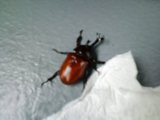 f:id:chart15304560:20180712112305j:plain f:id:chart15304560:20180712112305j:plain