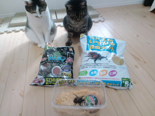 カブトムシの飼育に伴うコバエ対策 コバエが集まる理由２つと対応策４つ カブトムシの幼虫 さなぎの育て方18年