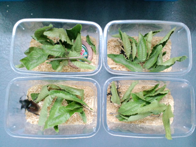 f:id:chart15304560:20180714193842j:plain f:id:chart15304560:20180714193842j:plain